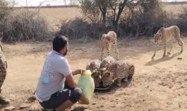 प्यासे चीतों को पानी पिलाने की मिली सजा, वन विभाग ने ड्राइवर को किया निलंबित