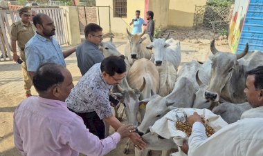 जिलाधिकारी ने कदौरा कान्हा गौशाला का किया औचक निरीक्षण, अधिकारियों को दिए सख्त निर्देश