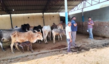मुख्यमंत्री के निर्देश पर जनपद में गौशालाओं का निरीक्षण, गर्मी से बचाव के लिए पेयजल समेत सभी व्यवस्थाओं के पुख्ता इंतजाम के निर्देश* 
