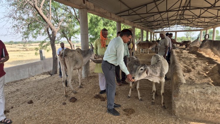 जिलाधिकारी ने गौशाला का किया औचक निरीक्षण, अधिकारियों को दिए आवश्यक निर्देश