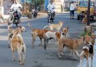 कुत्तों की आवारगी पर सबसे बडी अदालत का रुख