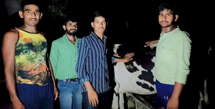 कन्नौज जिले के नगला मधई गांव में बजरंग सेवादल संगठन के गौ सेवक अचल सिंह भदौरिया ने जख्मी गौ वंश का किया उपचार गौ वंश की स्थिति काफी दयनीय