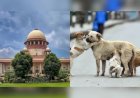 सुप्रीम कोर्ट में डॉग लवर्स की बड़ी जीत, टीका लगाकर वापस उसी इलाके में छोड़े जाएंगे आवारा कुत्ते