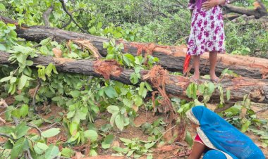 खनन में बढ़ते निजीकरण के बाद भी छत्तीसगढ़ में सरकारी खदानों का दबदबा,   खदानों और पेड़ कटाई में बढ़ रहा सरकारी कंपनियों का हिस्सा