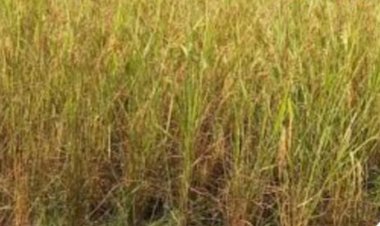 मौसम की बेरुखी से रायसेन जिले के किसानों पर मंडराया संकट, धान और सोयाबीन की फसल पर सूखे का खतरा