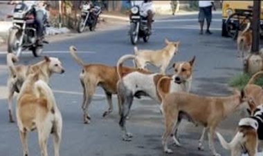 जी हाँ मै निराश्रित कुत्तों के साथ खडा हूँ