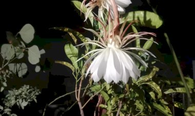 6 साल बाद लगाए पौधे में खिला दिव्य एव आलौकिक ब्रह्मकमल,  दर्शन मात्र से होती है सौभाग्य में वृद्धि, लोगों में खुशी की लहर