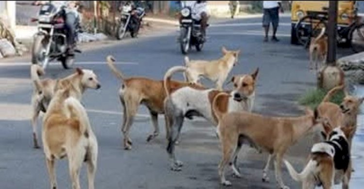 जी हाँ मै निराश्रित कुत्तों के साथ खडा हूँ