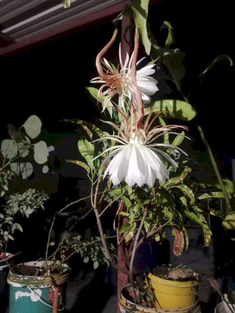 6 साल बाद लगाए पौधे में खिला दिव्य एव आलौकिक ब्रह्मकमल, दर्शन मात्र से होती है सौभाग्य में वृद्धि, लोगों में खुशी की लहर