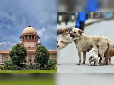 सुप्रीम कोर्ट में डॉग लवर्स की बड़ी जीत, टीका लगाकर वापस उसी इलाके में छोड़े जाएंगे आवारा कुत्ते
