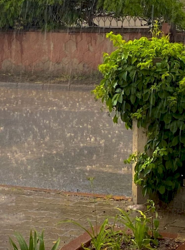 बेमौसम बारिश ने किसानों के अरमानों पर फेरा पानी, हरी मटर,धान,चना, मसूर व मूंगफली में भारी नुकसान