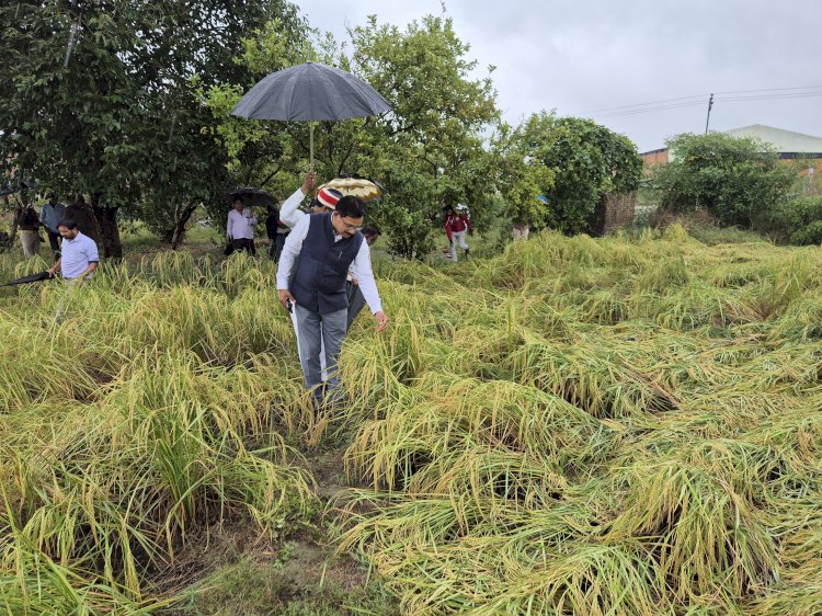 बारिश के बीच खेतों में पहुंचकर लिया फसलों के नुकसान का जायजा, जिलाधिकारी ने अधीनस्थों को दिए त्वरित सर्वे के निर्देश