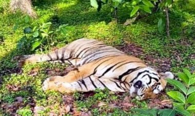 बाघ की हत्या:वन विभाग ने दो आरोपियों को किया गिरफ्तार, खेत में अंगो को दबाया था