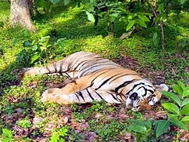 बाघ की हत्या:वन विभाग ने दो आरोपियों को किया गिरफ्तार, खेत में अंगो को दबाया था