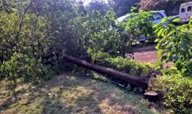 विधानसभा परिसर में सेंधमारी, चोरी की कोशिश, चंदन का पेड़ काटा गया, पुलिस ने शुरू की जांच