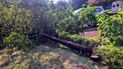 विधानसभा परिसर में सेंधमारी, चोरी की कोशिश, चंदन का पेड़ काटा गया, पुलिस ने शुरू की जांच