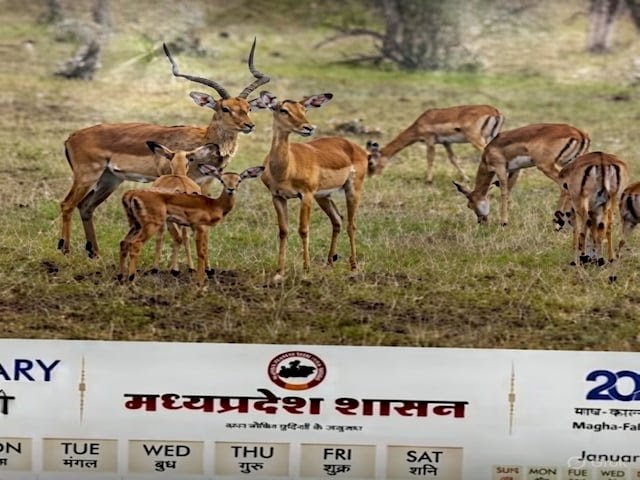 सरकारी कैलेंडर पर सियासत तेज :पूर्व मुख्यमंत्री दिग्विजय सिंह बोले- जो हिरण देश में ही नहीं, उसका फोटो क्यों लगाया