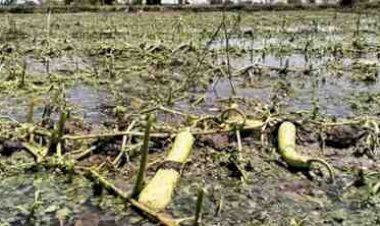 किसानों पर ओलावृष्टि का कहर,लगभग एक हजार हेक्टेयर की फसलों को किया नेस्तनाबूत -डीएम ने खुद संभाली कमान, शाम से ही शुरू हुआ सर्वे—हर नुकसान का हो रहा पारदर्शी आकलन