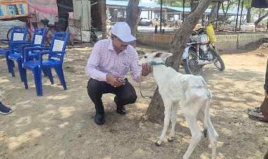 भीषण गर्मी में गोवंश संरक्षण को लेकर प्रशासन सतर्क, डीएम ने गौशाला में व्यवस्थाएं परखी-पानी, चारा और शेड की व्यवस्था मजबूत करने के निर्देश, खुद गुड़ खिलाकर लिया हालचाल