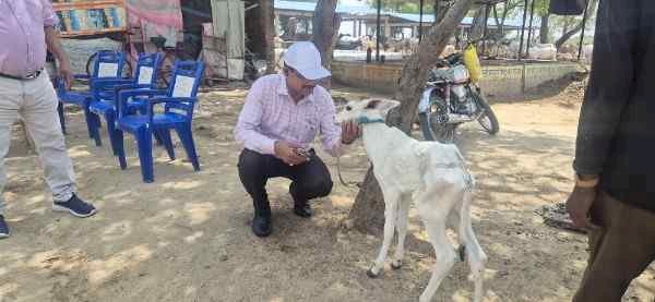 भीषण गर्मी में गोवंश संरक्षण को लेकर प्रशासन सतर्क, डीएम ने गौशाला में व्यवस्थाएं परखी-पानी, चारा और शेड की व्यवस्था मजबूत करने के निर्देश, खुद गुड़ खिलाकर लिया हालचाल