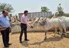 भीषण गर्मी में गौवंशों की सुरक्षा सर्वोच्च प्राथमिकता, लापरवाही पर होगी जवाबदेही: डीएम ने गौशाला का किया निरीक्षण