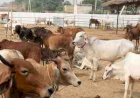 गौशालाओं पर आर्थिक संकट की मार: छिंदवाड़ा–पांढुर्णा में महीनों से अटका अनुदान, बंद होने की कगार पर पहुंचीं व्यवस्थाएं