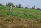 लगातार बारिश ने बढ़ाई किसानों की चिंता, मूंग की फसल पर मंडराया संकट